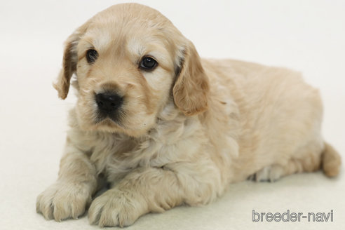 成約済の神奈川県のミックス犬-380244の1枚目